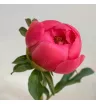Пион коралловый