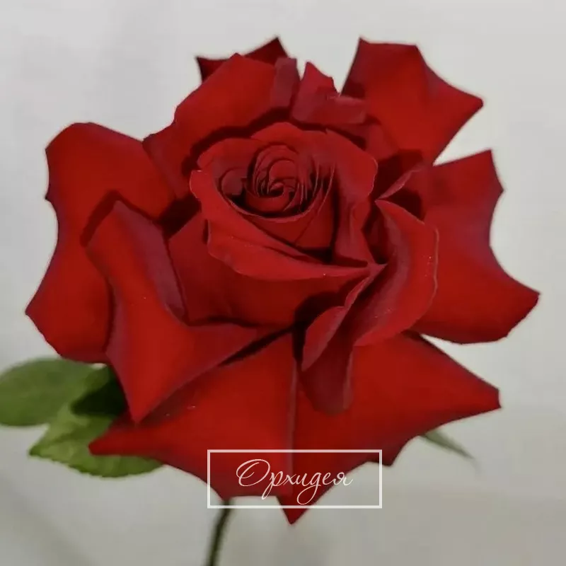 Красная французская роза 