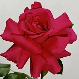 Малиновая французская роза от интернет-магазина «Орхидея» в Надыме