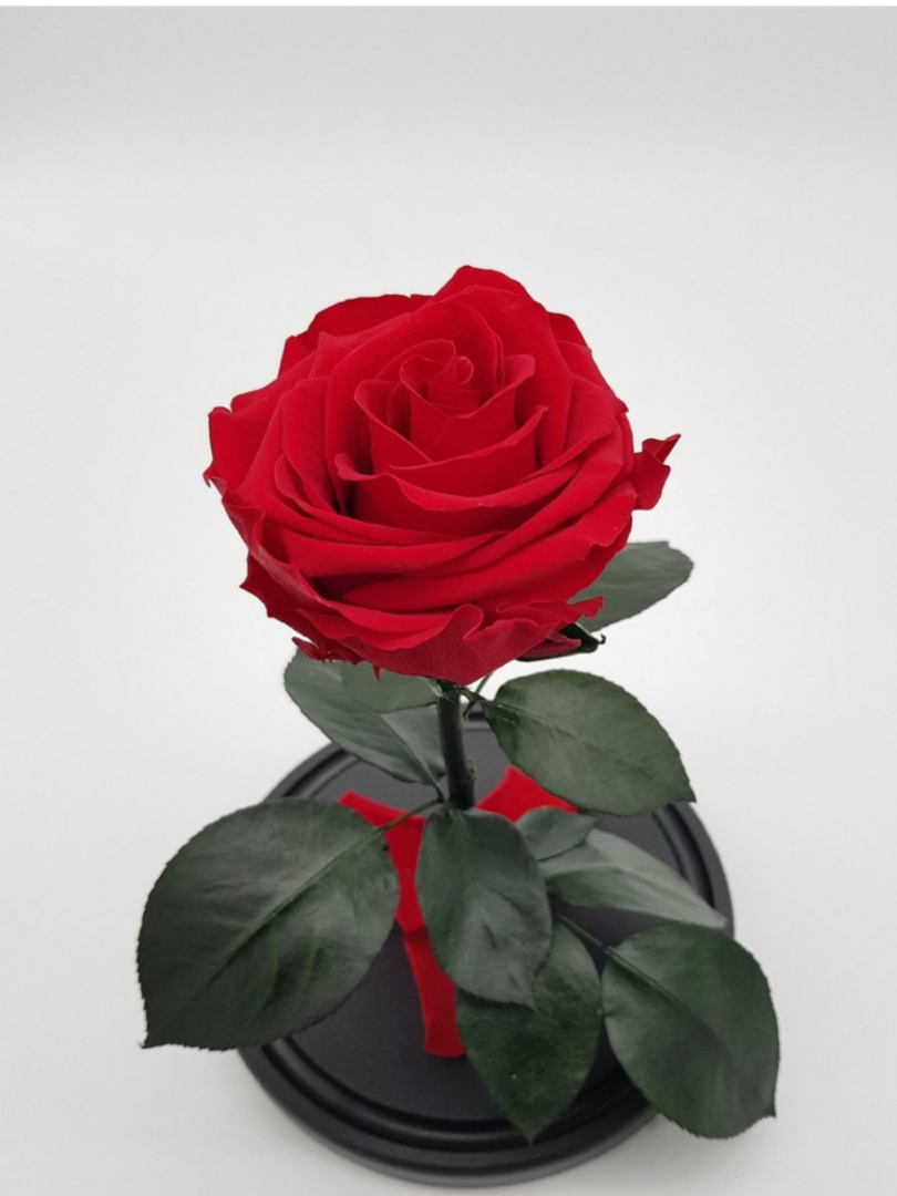 Долговечные цветы. Долговечные цветы. Долговечные цветы. Долговечные цветы. Долговечные цветы.